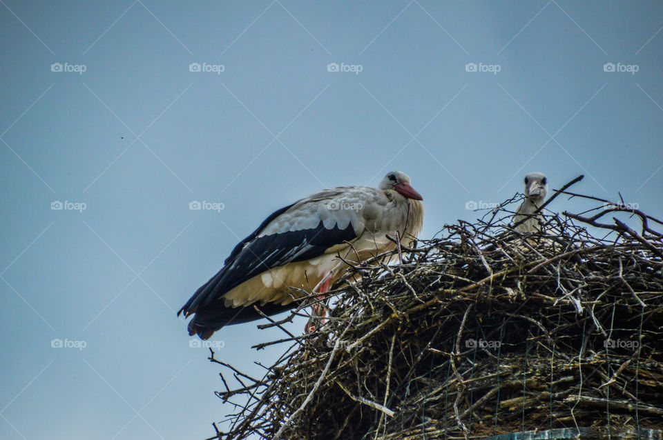 Two Storks On A Nest