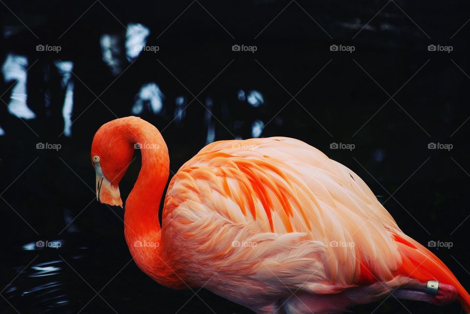 The pink color of the Flamingo mesmerizes against the dark background 