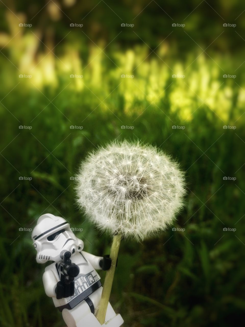 Clone on a Dandelion