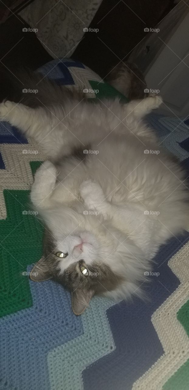 fluffy cat laying on his back