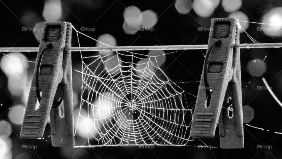 spider web in black and white