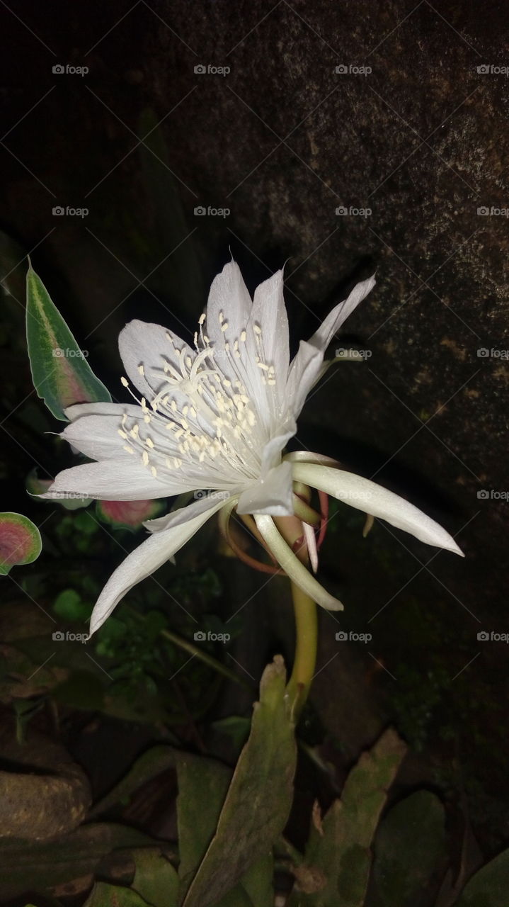 wijayakusuma flower