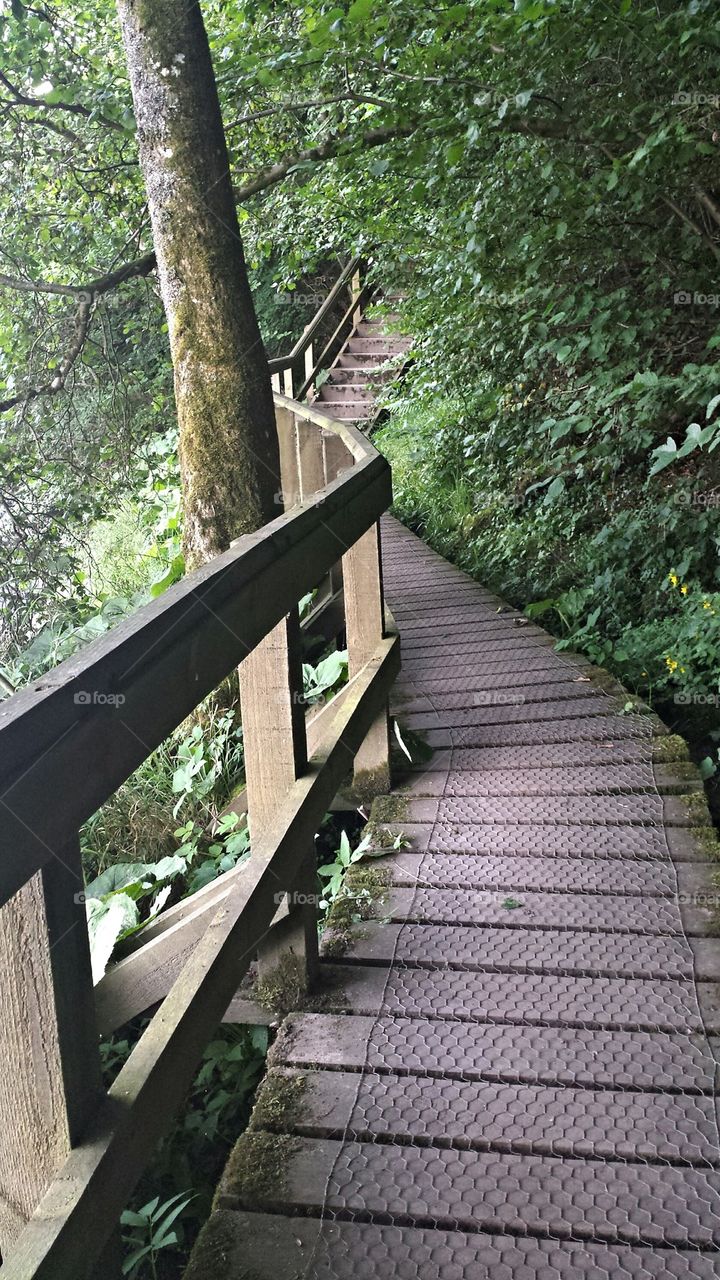 A walk through the woods