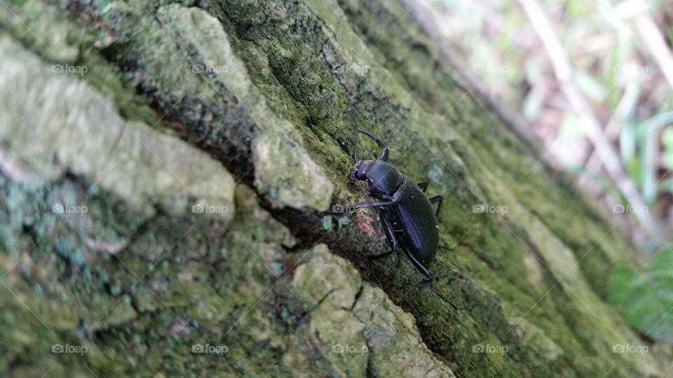 Japanese beetle(kimawari)