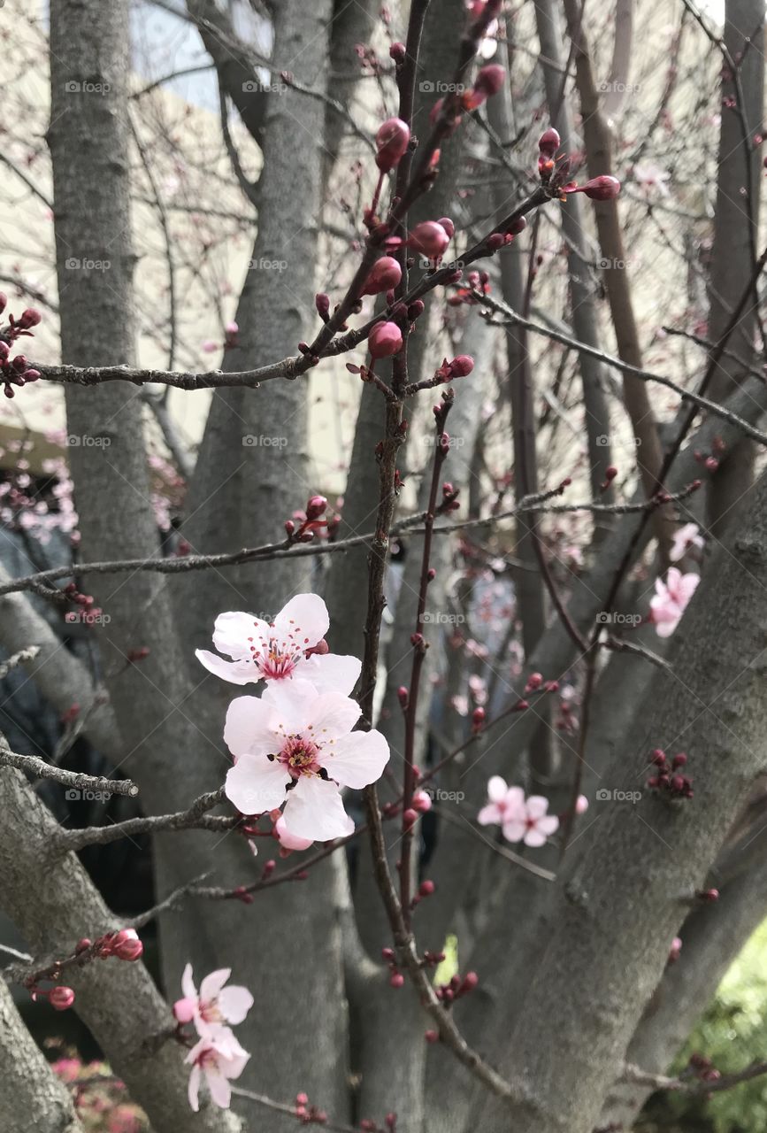 Spring Flowers