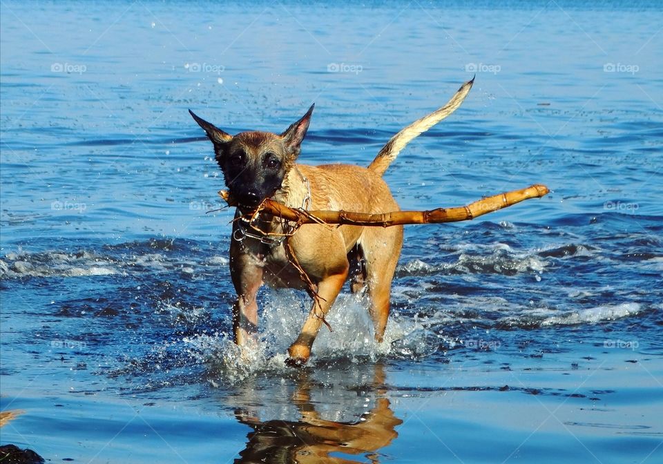 Malinois & sea