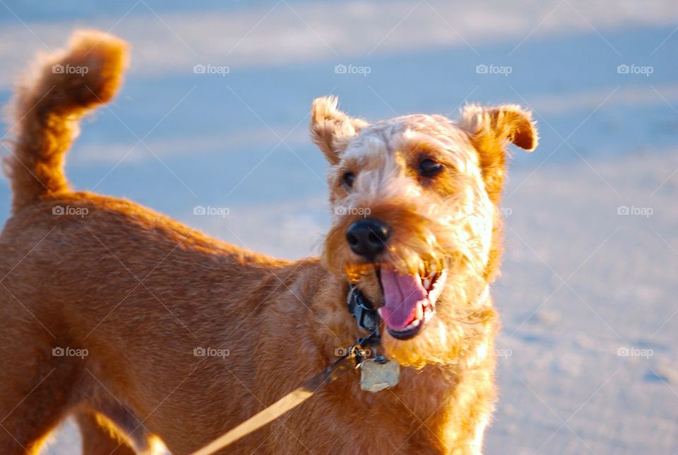 Irish terrier