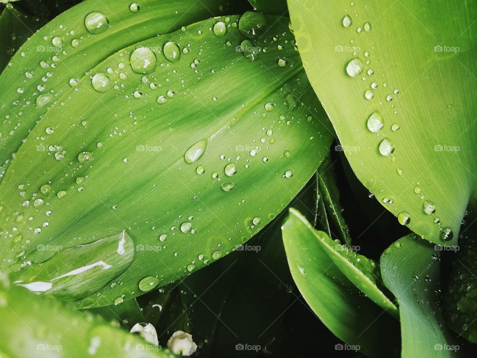Raindrops and leaves