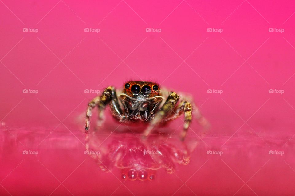 Jumping Spider With Reflection
