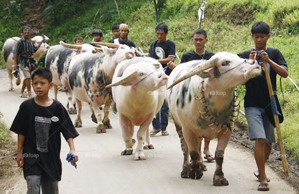 and this one is 'bonga' buffalo in toraja... it's price can reach 1 billion rupees..woow.. so high expectation for this ..