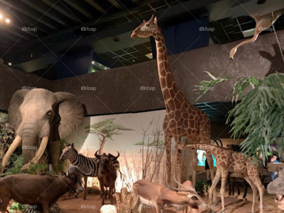 Sometimes they call me animal 🐥