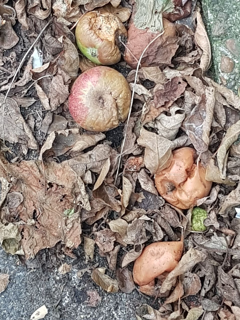 5 decaying apples
