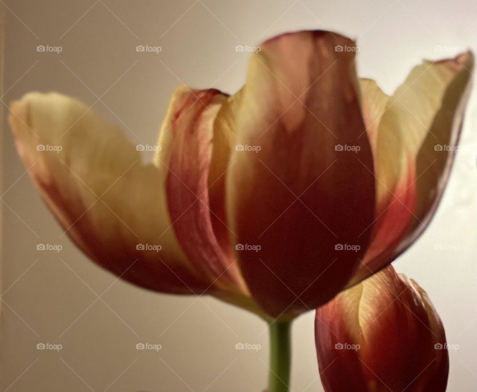 Tulip Love Part 5
