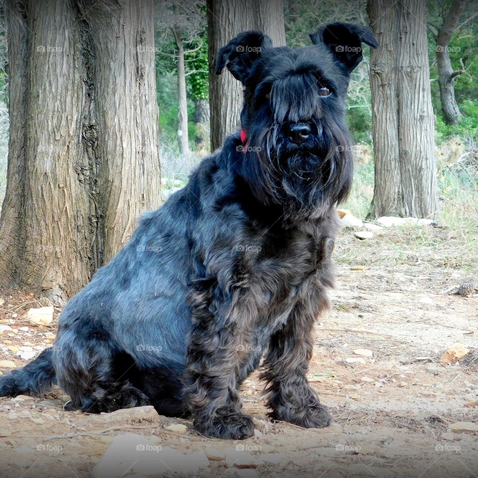 Pepe in Croatia 🇭🇷