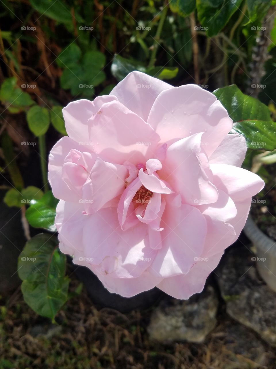 Pink Rose