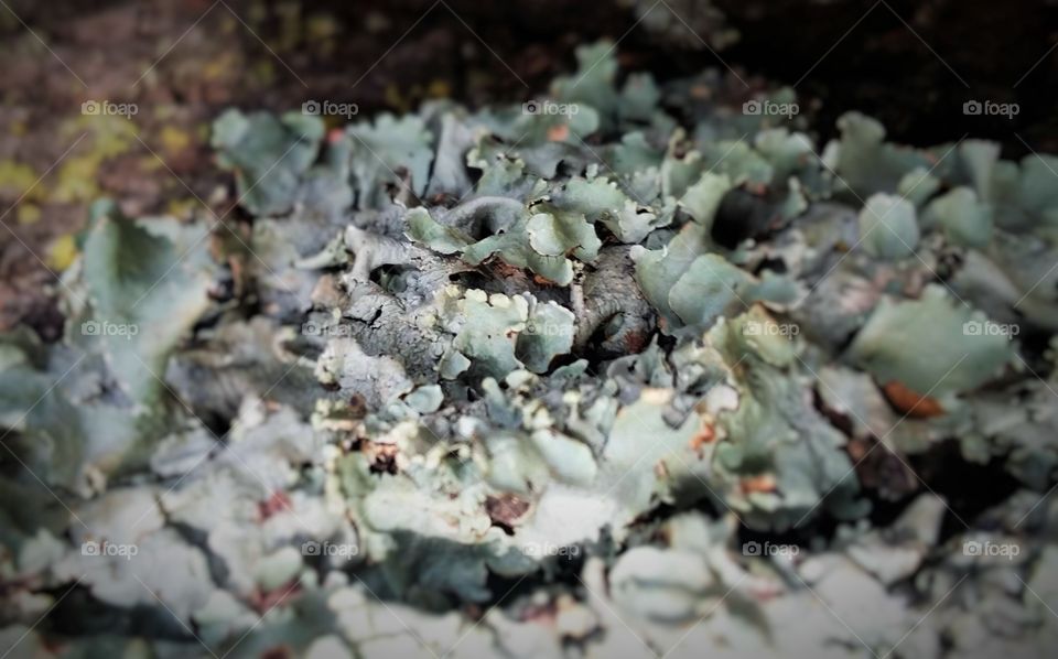 Lichens