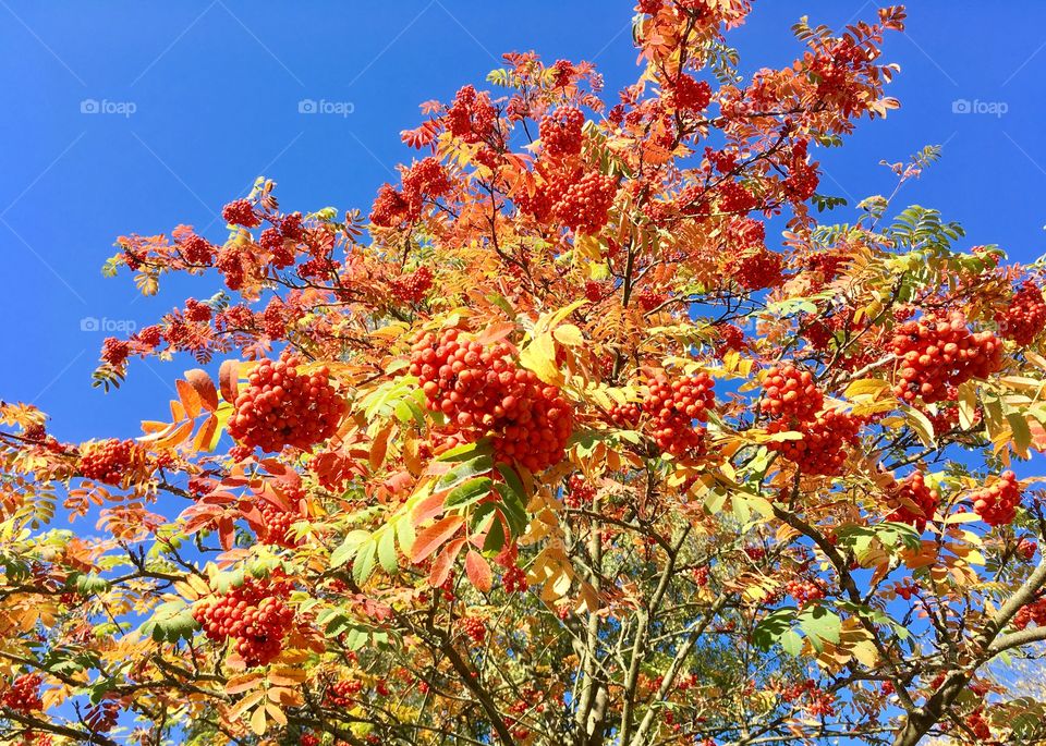 Rowan glittering in the sun