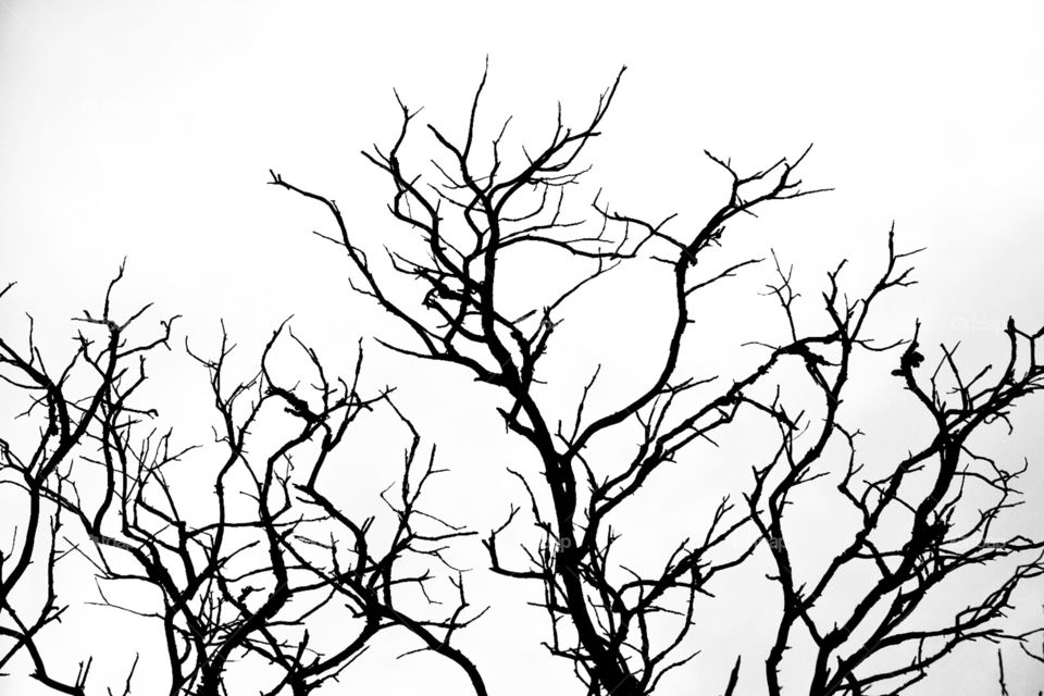 silhouetted tree branches