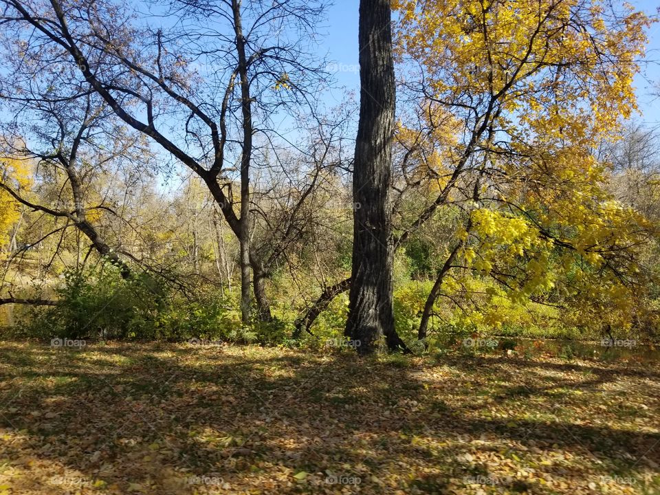 Fall, Tree, Landscape, Leaf, Wood