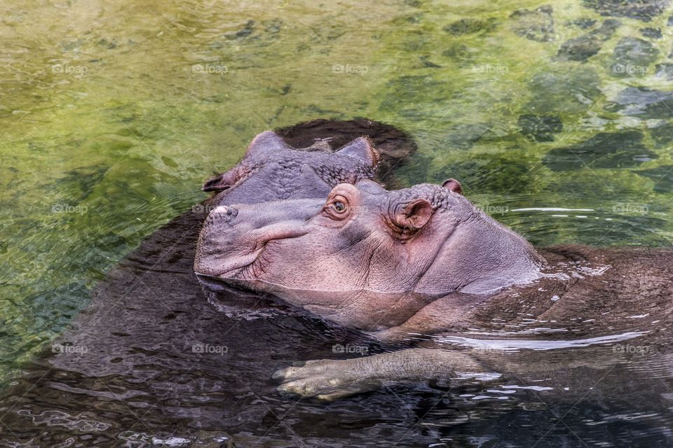 Hippos curling in the water