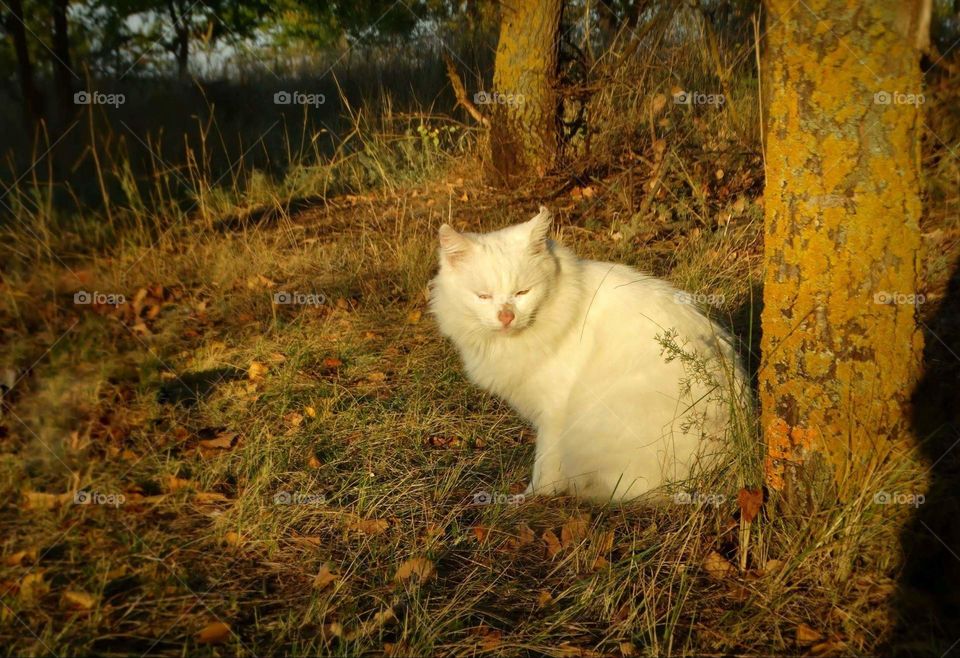 Beautiful White cat in a forest