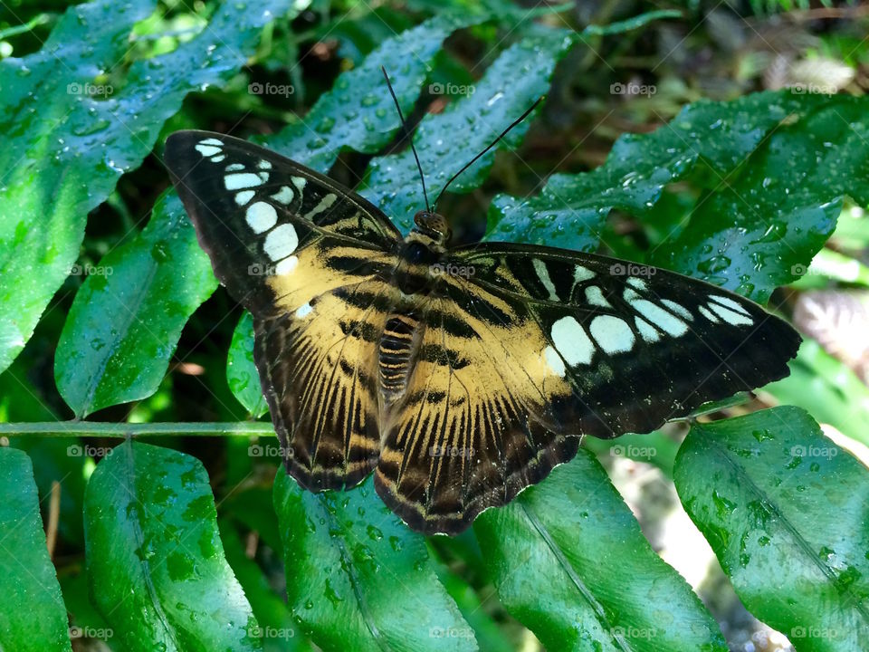 Butterfly 