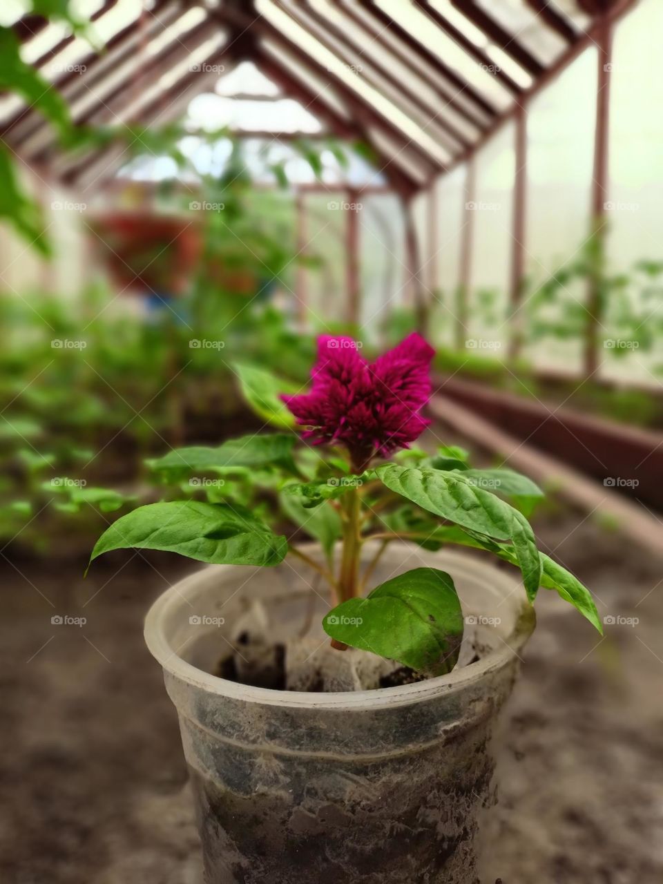 flower in a glass, gardening, greenhouse, plants, garden, green, red, flower, seedlings