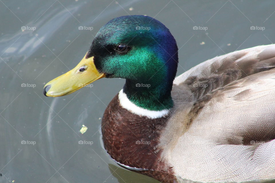 Closeup of mallard duck with lovely green head 
