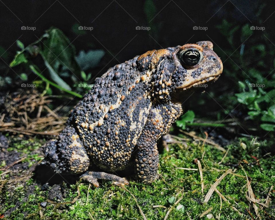 Toad at night