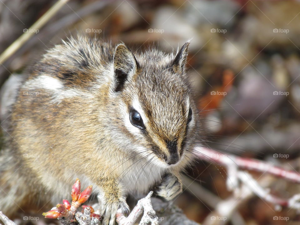 Close-up of squirrel