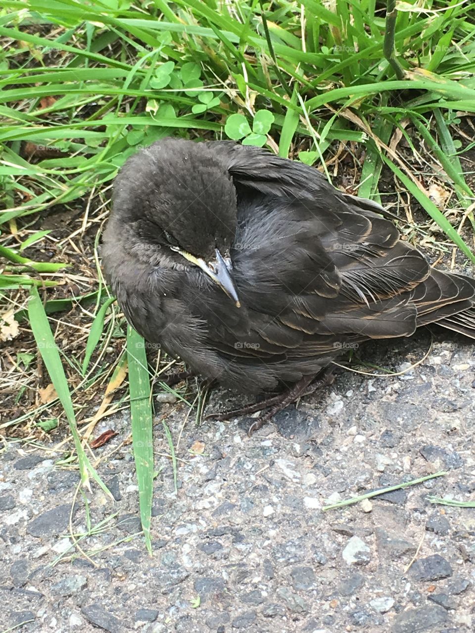 Small bird with tucked head