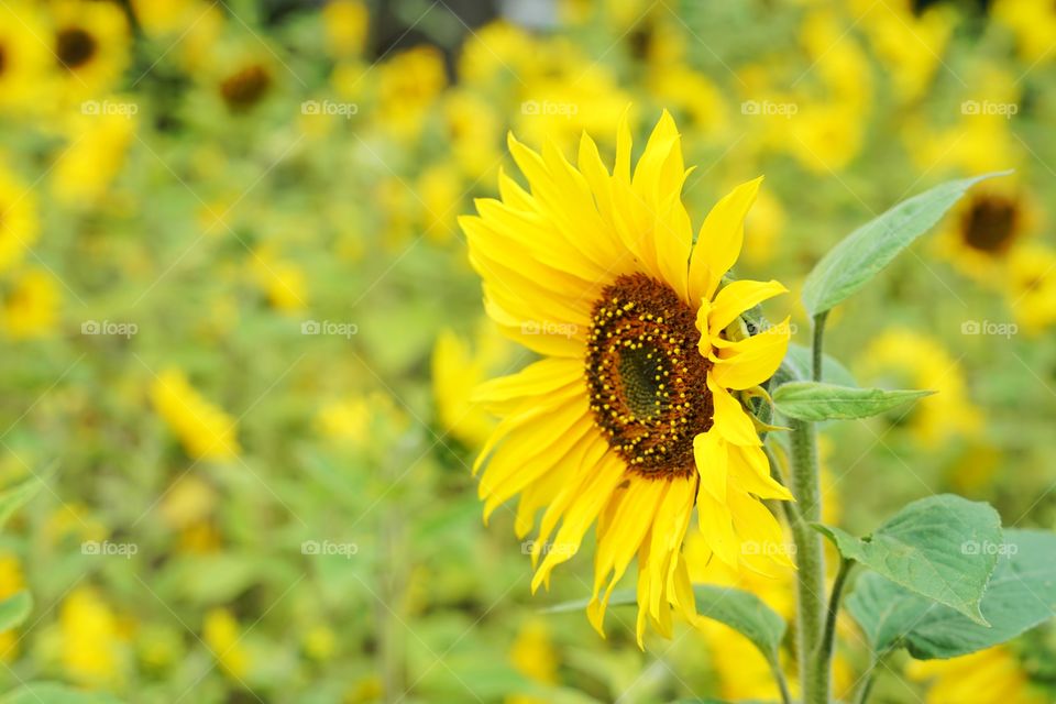 Brilliant Sunflowers 