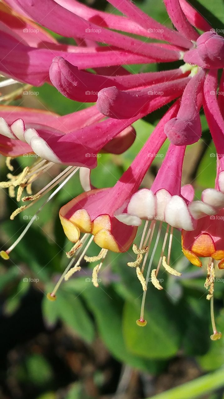 Pink Lemonade Honeysuckle Flower