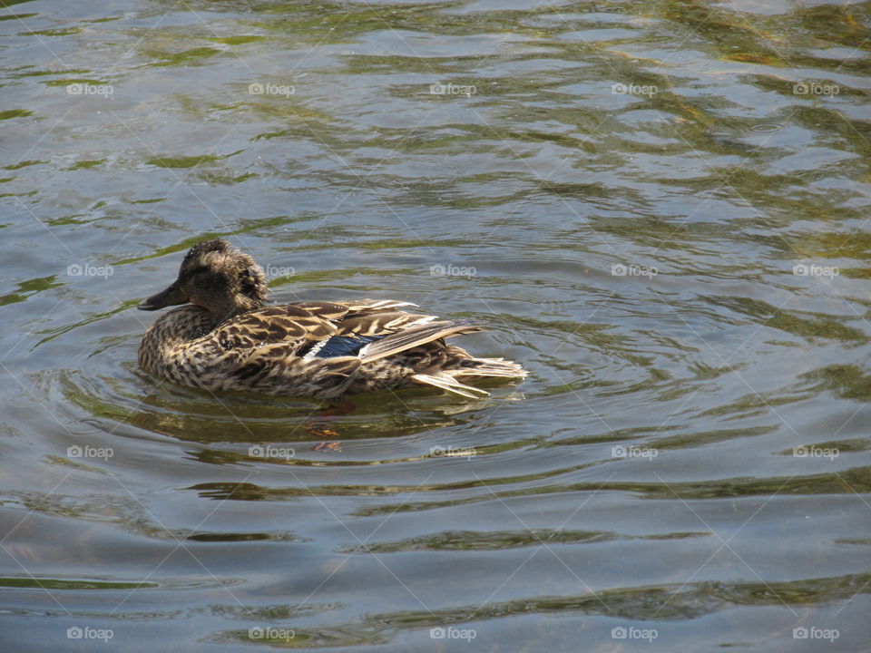 Bird, Duck, Water, Lake, No Person