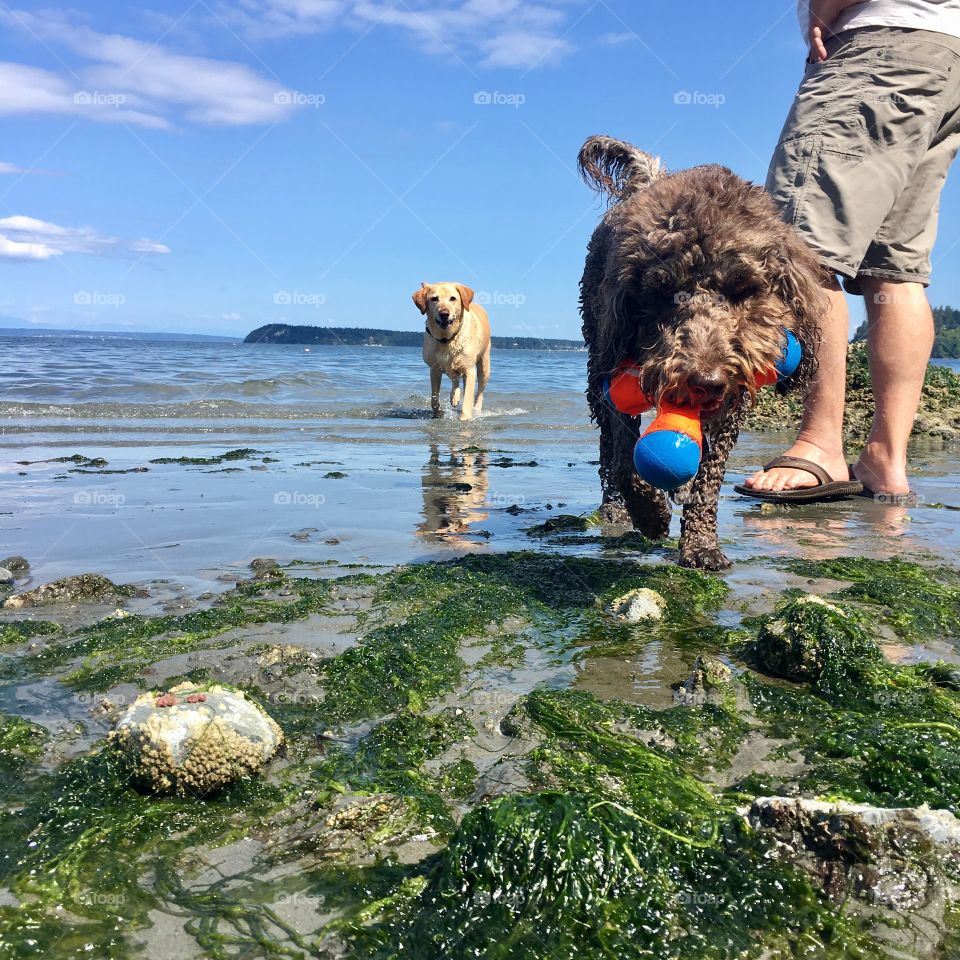 Dog time on the beach