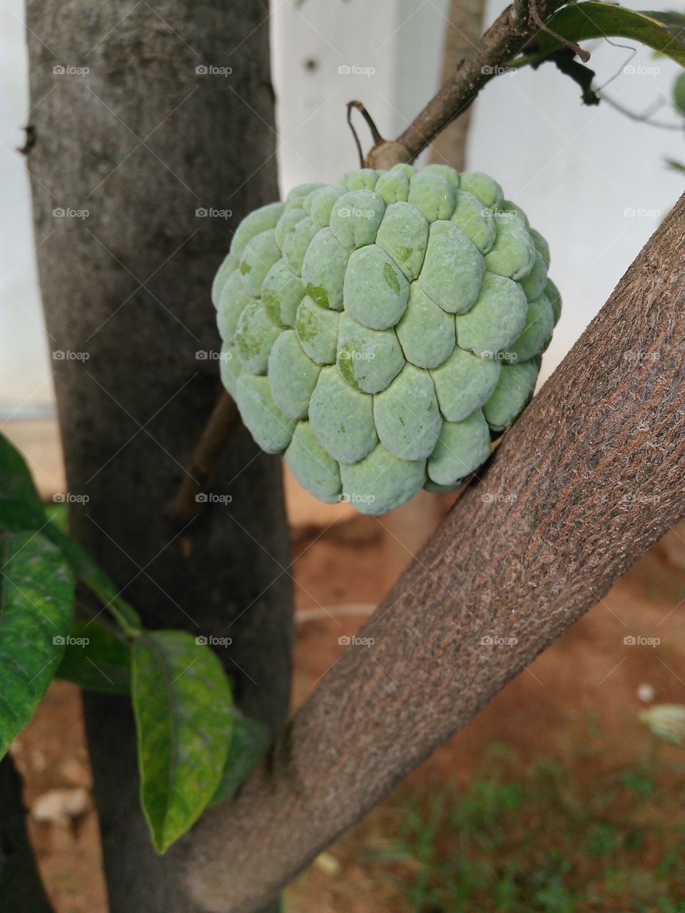 fruit