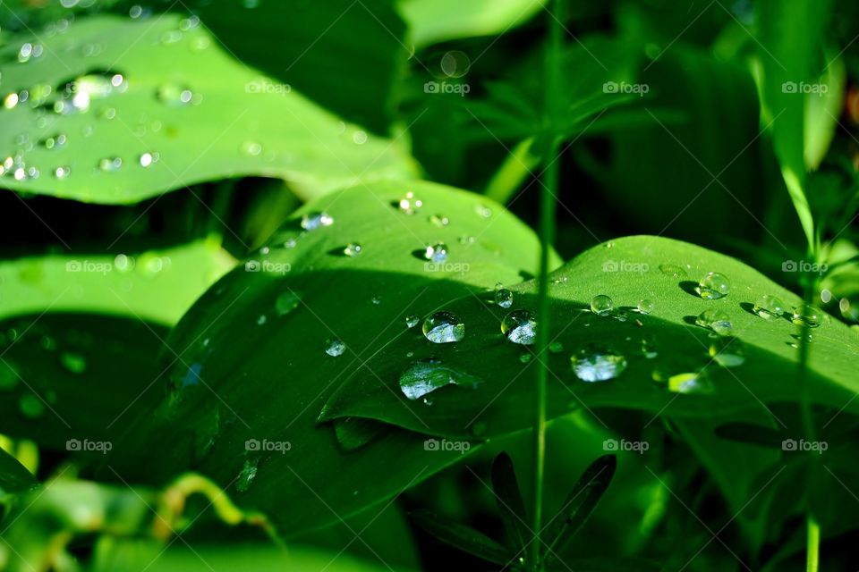Drops for green leaves.Macro photography