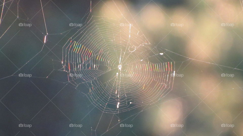 Spider, Spiderweb, Trap, Cobweb, Arachnid