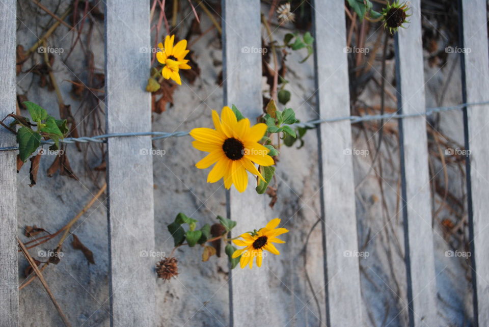 Yellow flowers at the beach