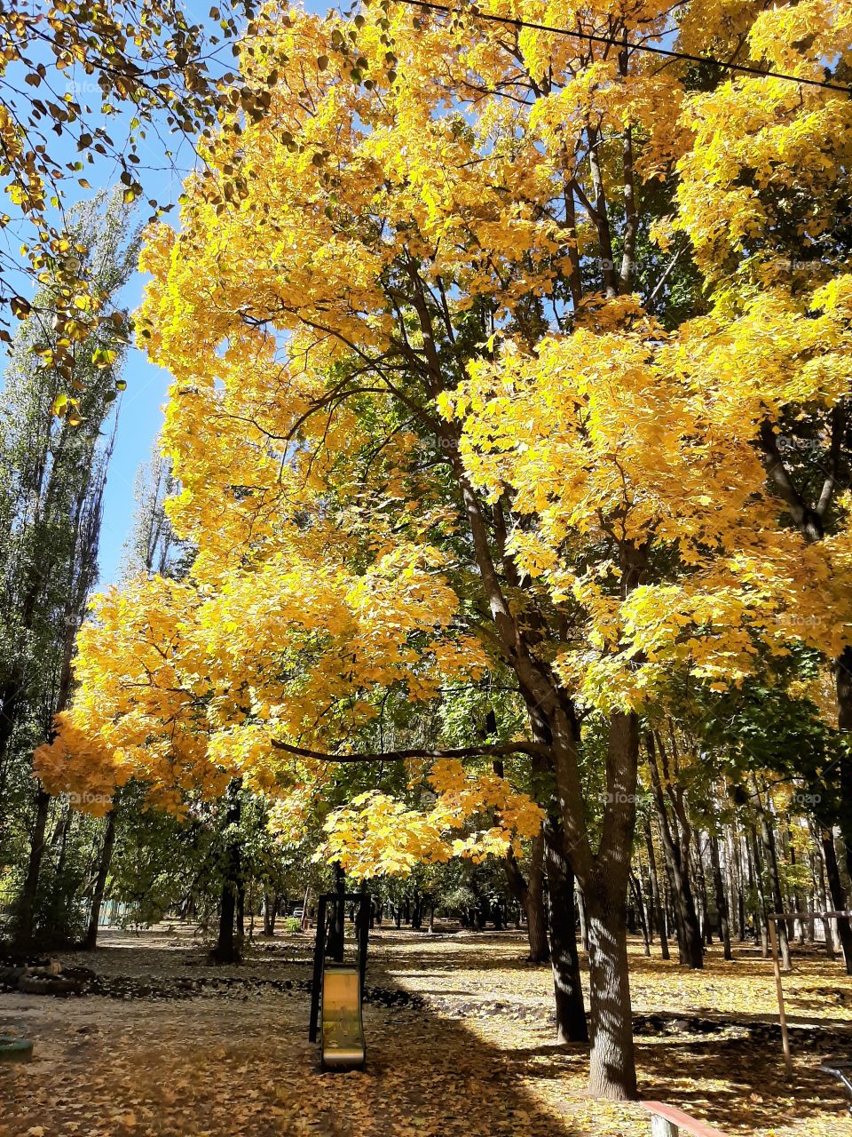 autumn trees with yellow leaves
