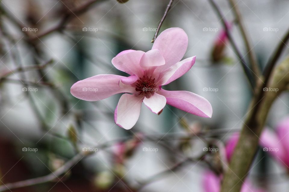 A single, pink magnolia flower blooming in the spring