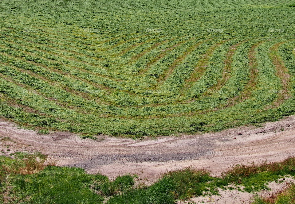 Freshly dropped hay makes an interesting pattern in the field. 