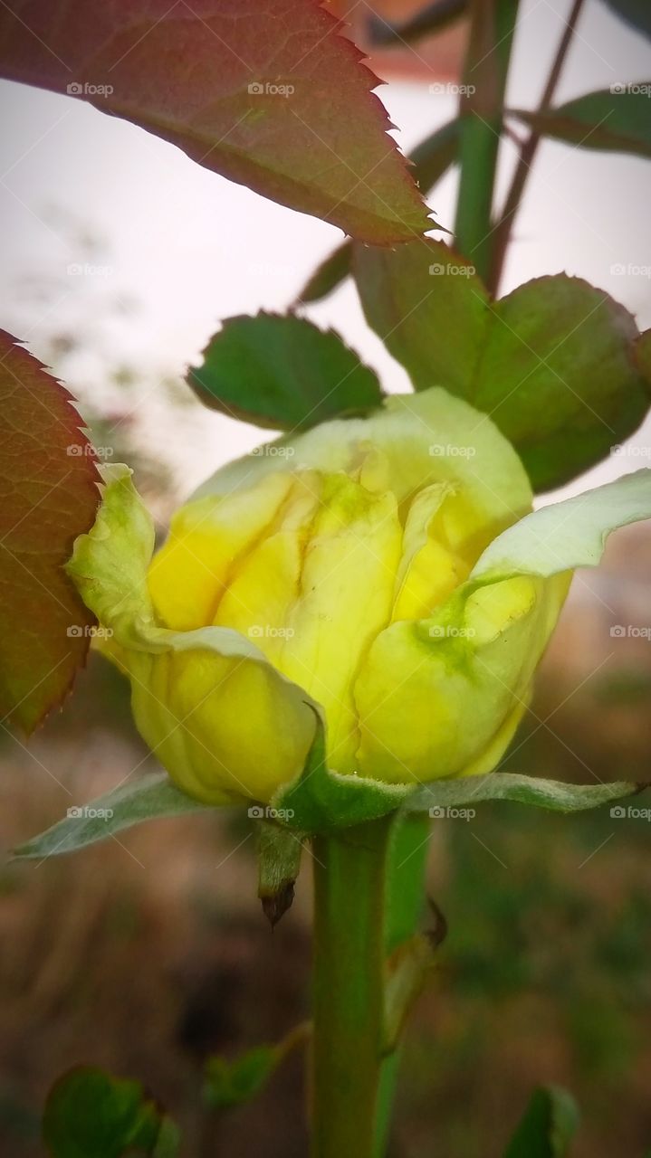 for the sake of peace