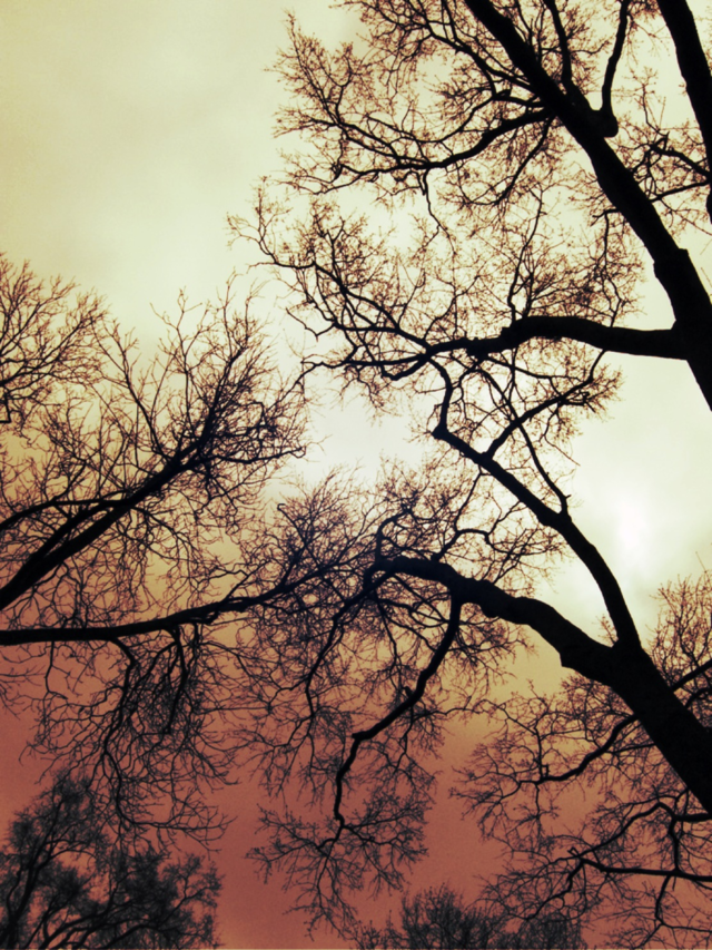 tree
