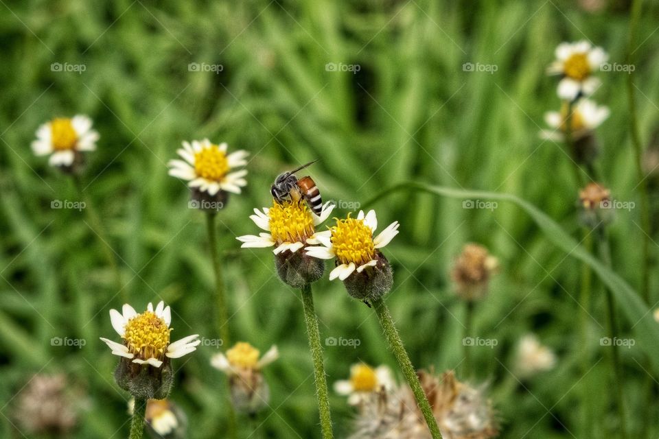 Bee and grass flower