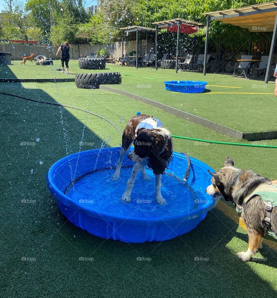 Splashing water on a hot day at the dog park