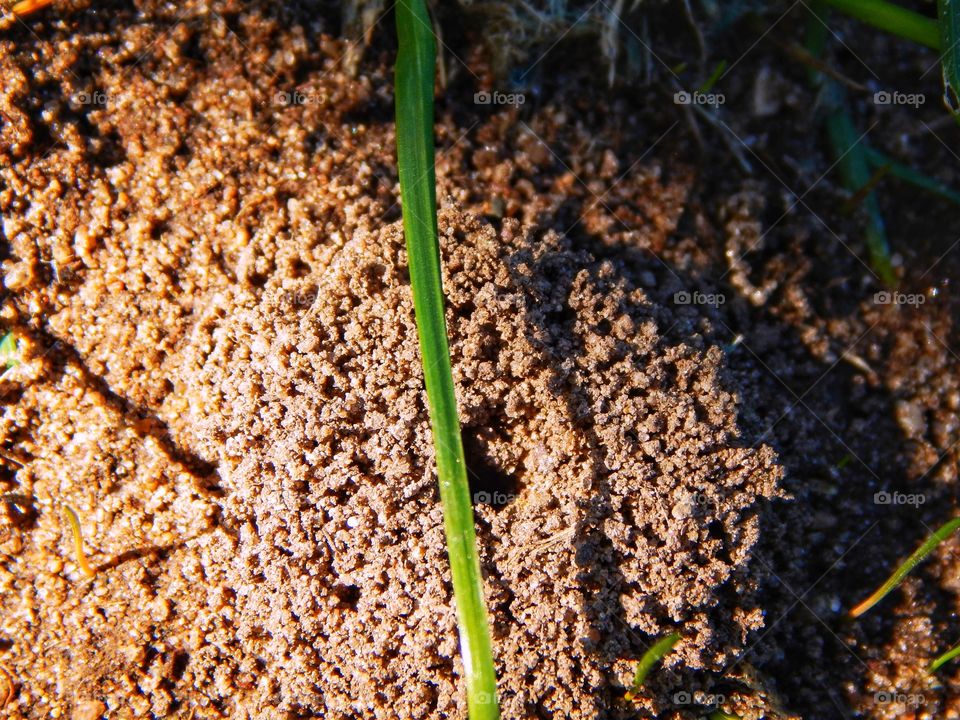 single blade of grass over shaded anthill