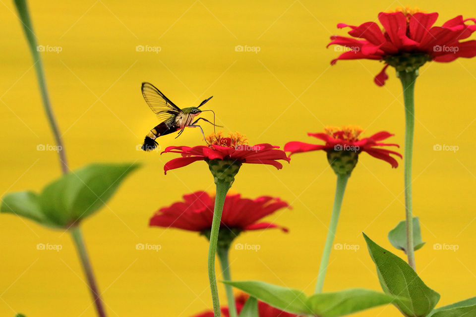 HummingMoth sucks nectar with yellow background.