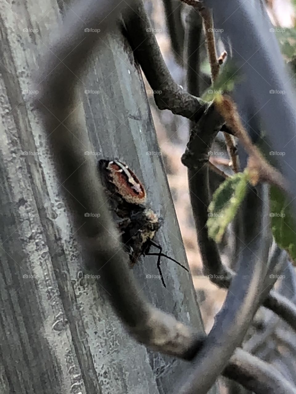 The spider who ate the fly