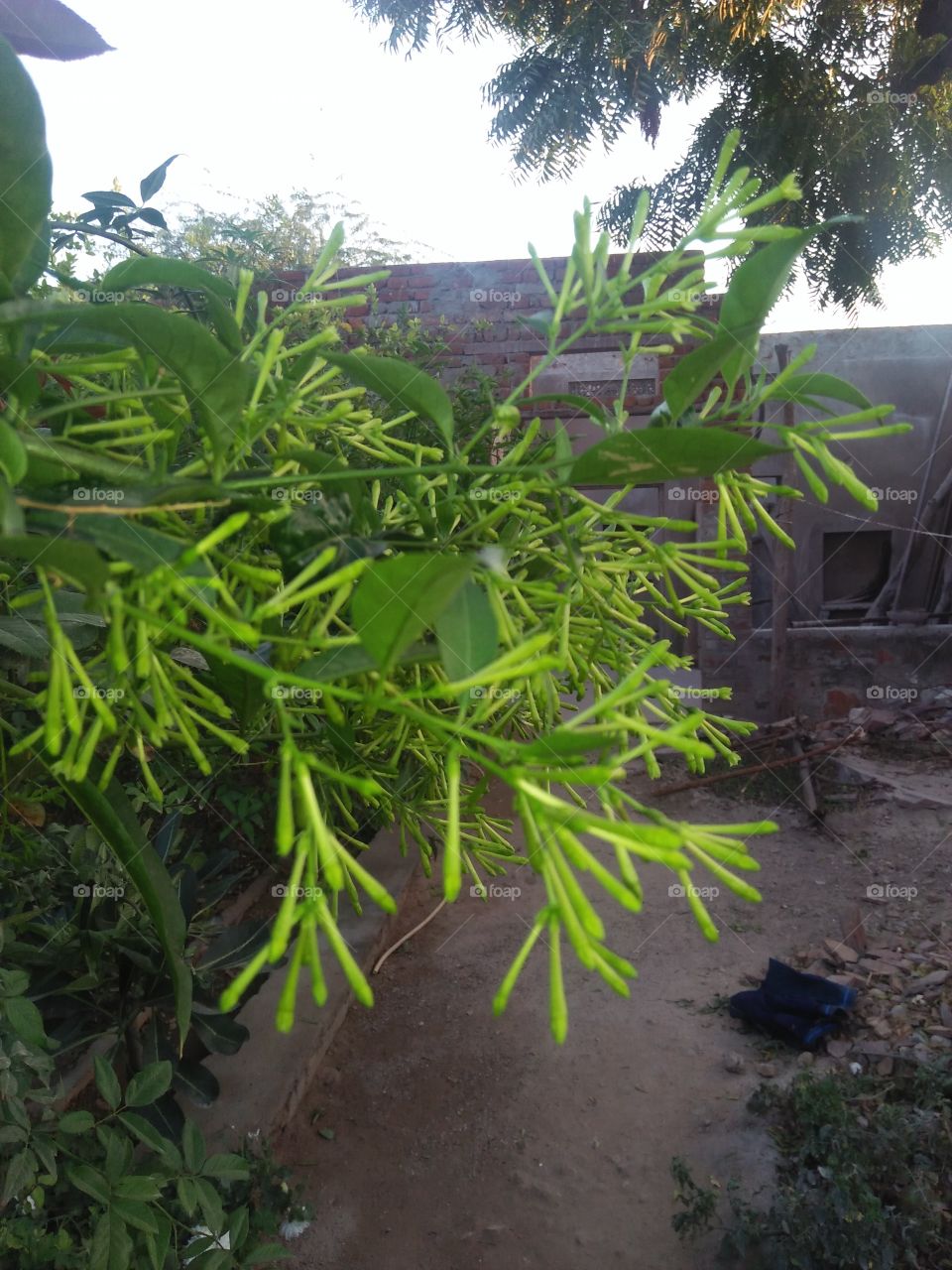 indian plant